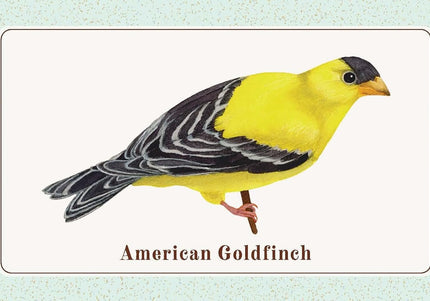 The Beginner Birder's Deck